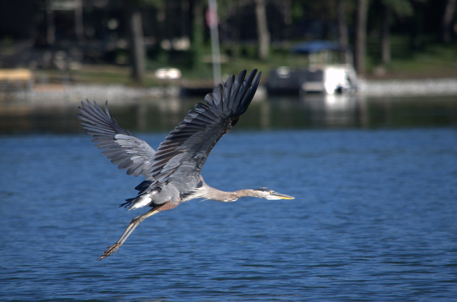 Blue Heron