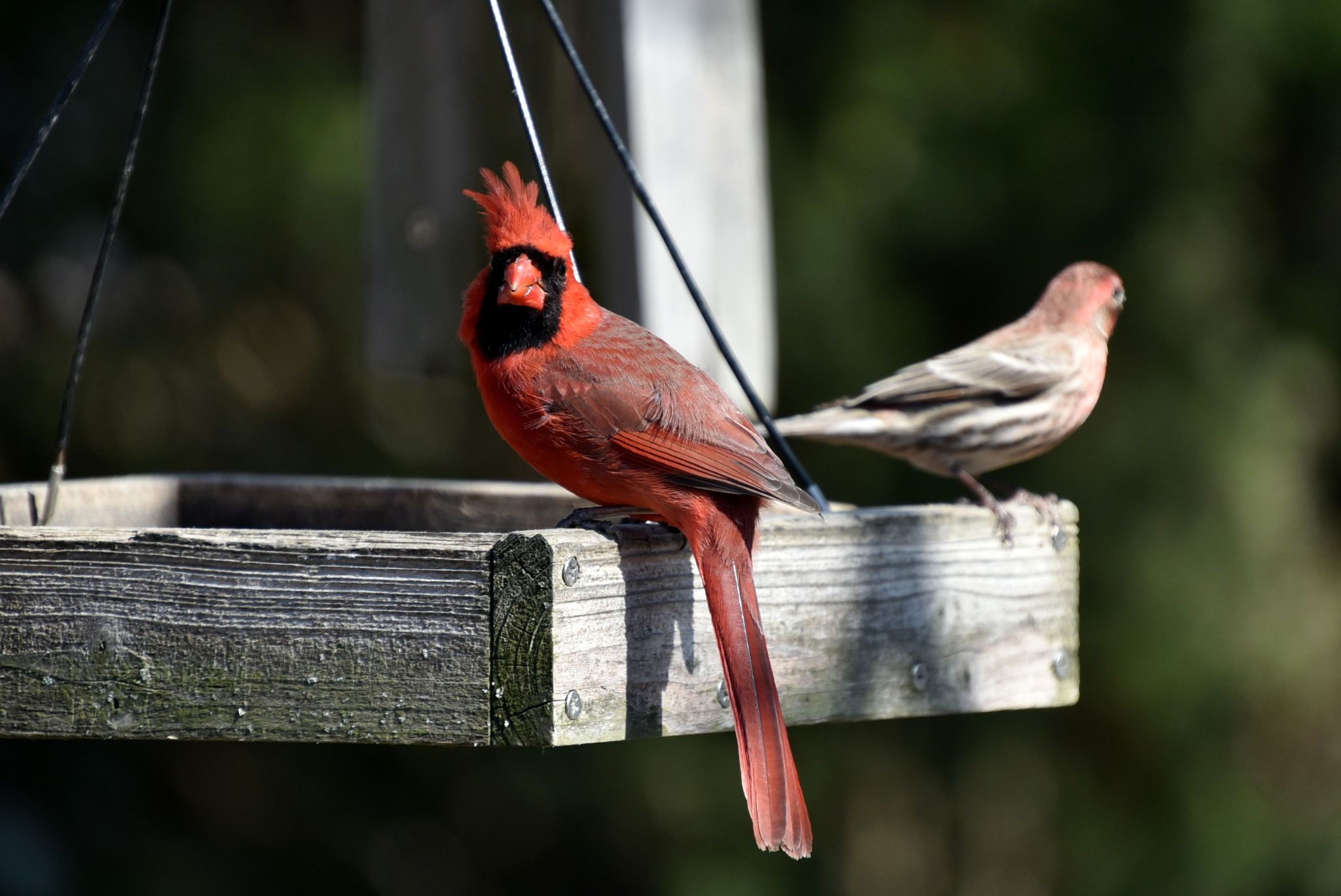 Cardinal posing