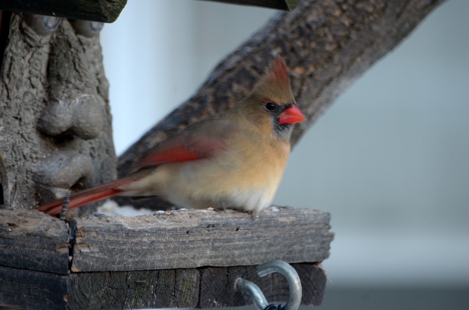Female cardinal