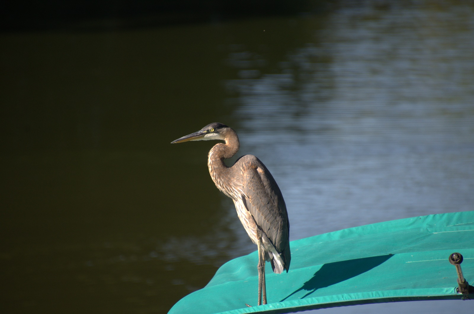 Blue Heron