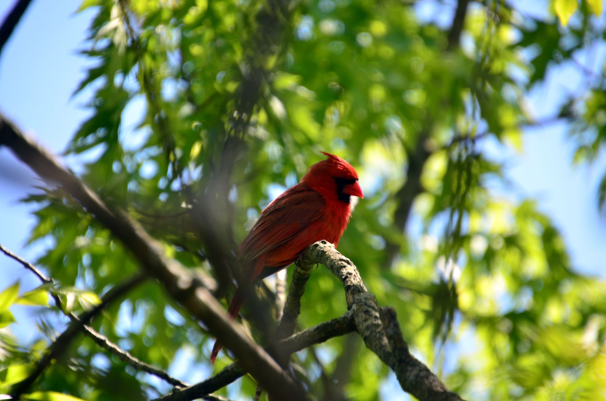 Male Cardinal