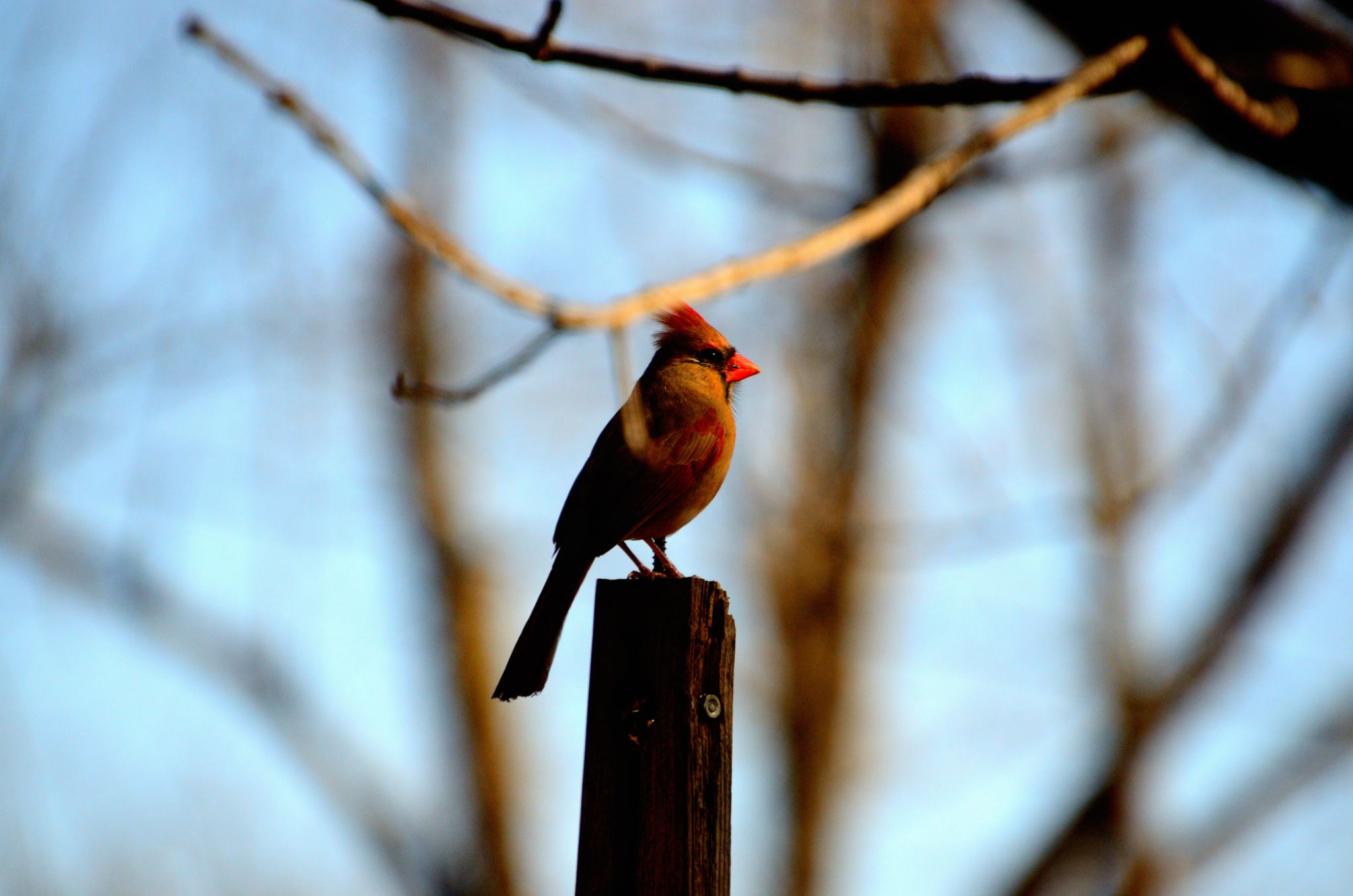 Female Cardinal