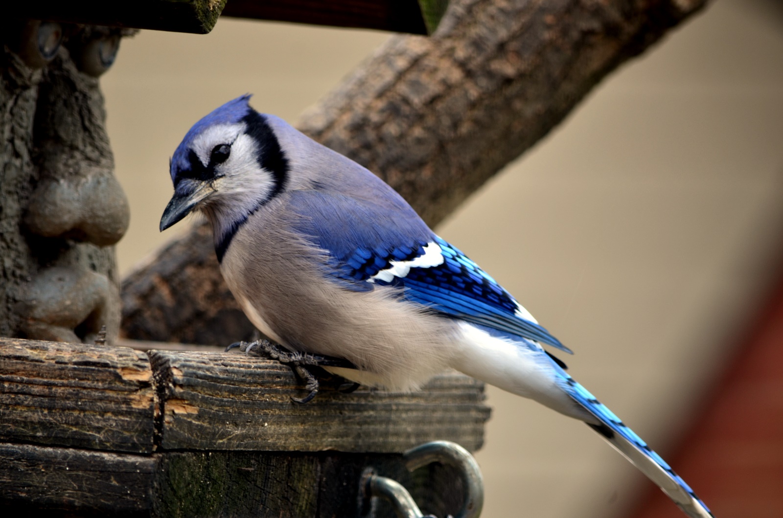 Bluejay
