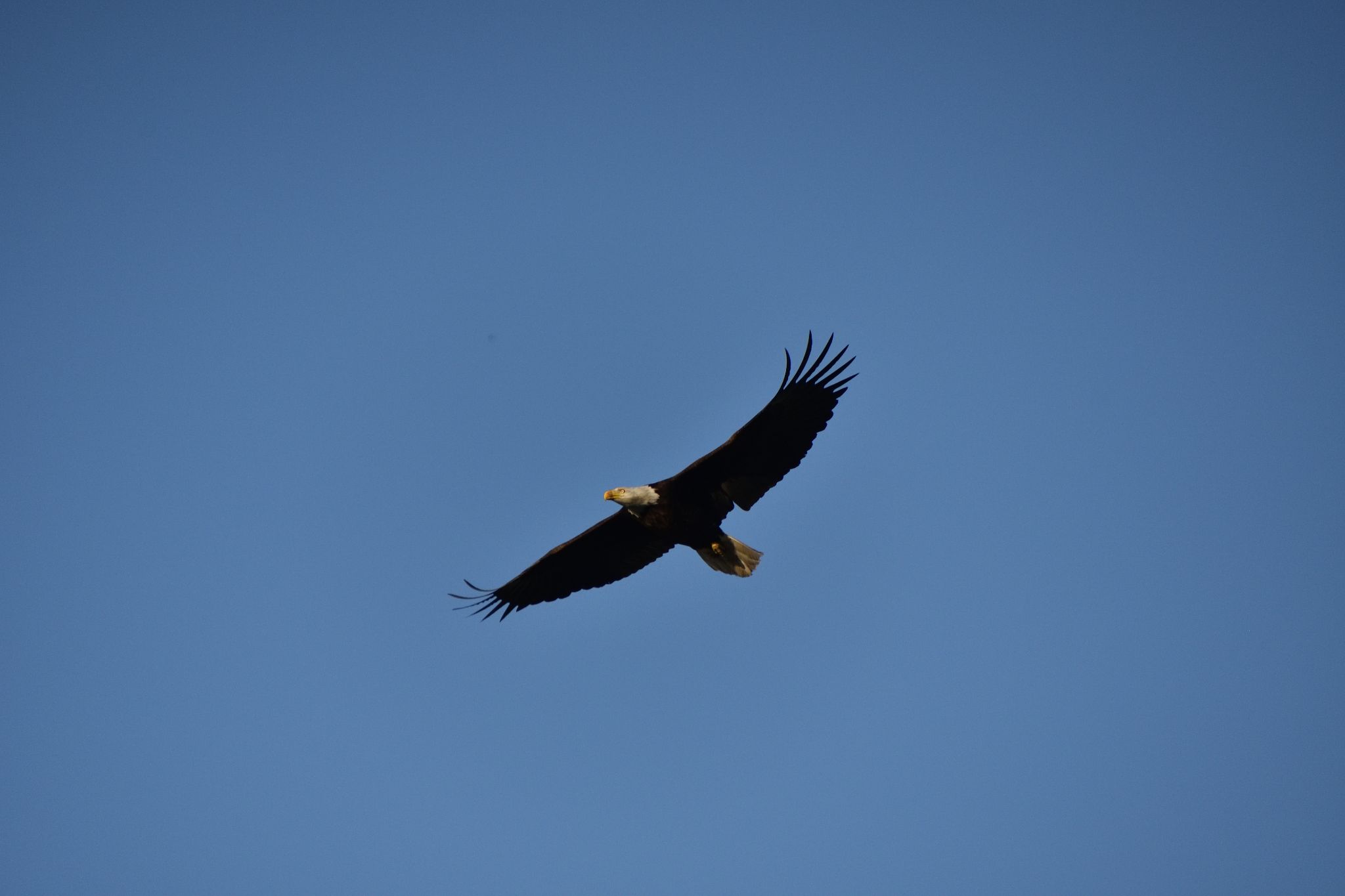 Bayles Lake Eagle