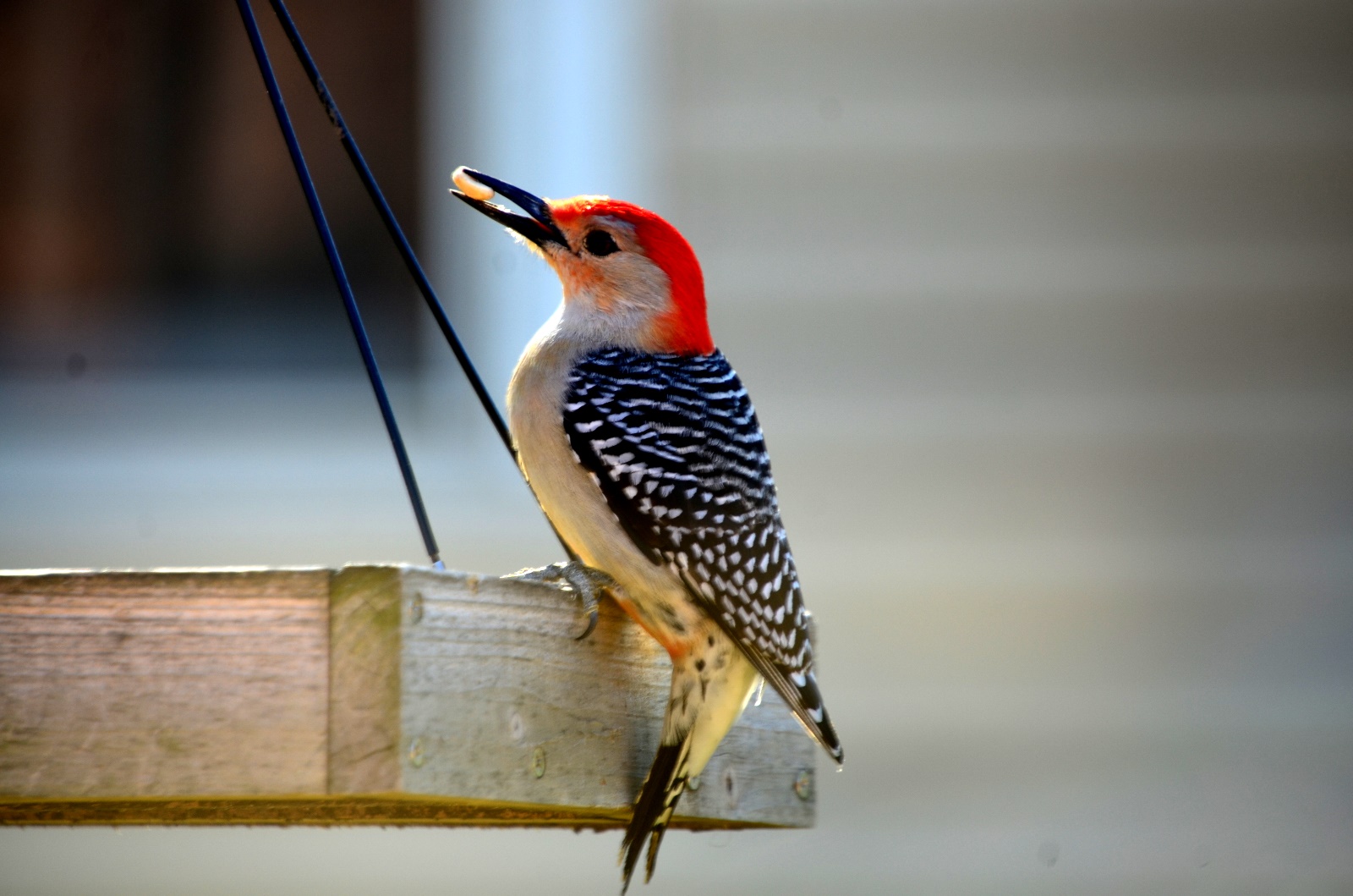 Red-Headded Woodpecker