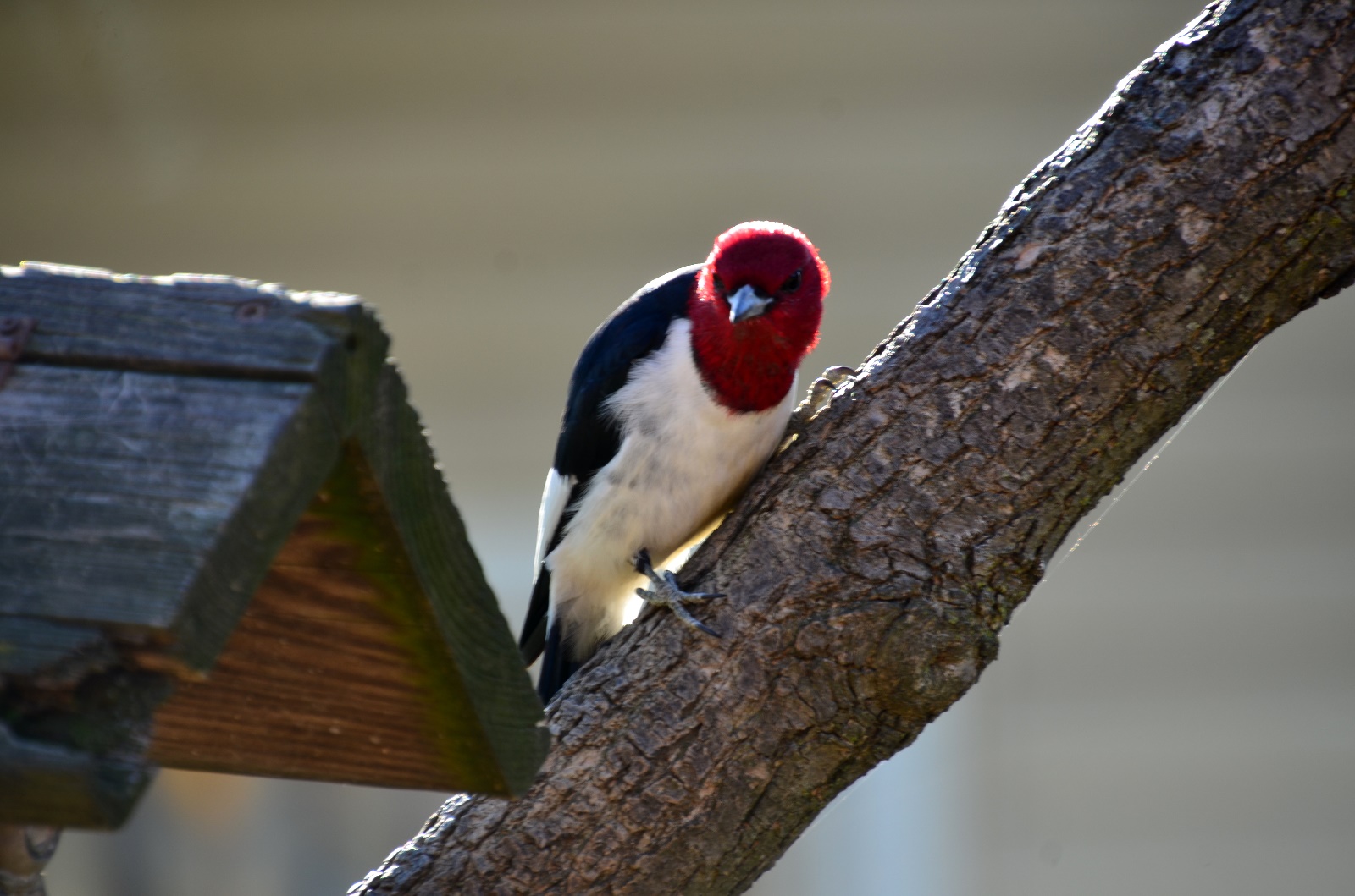 Red-Headded Woodpecker