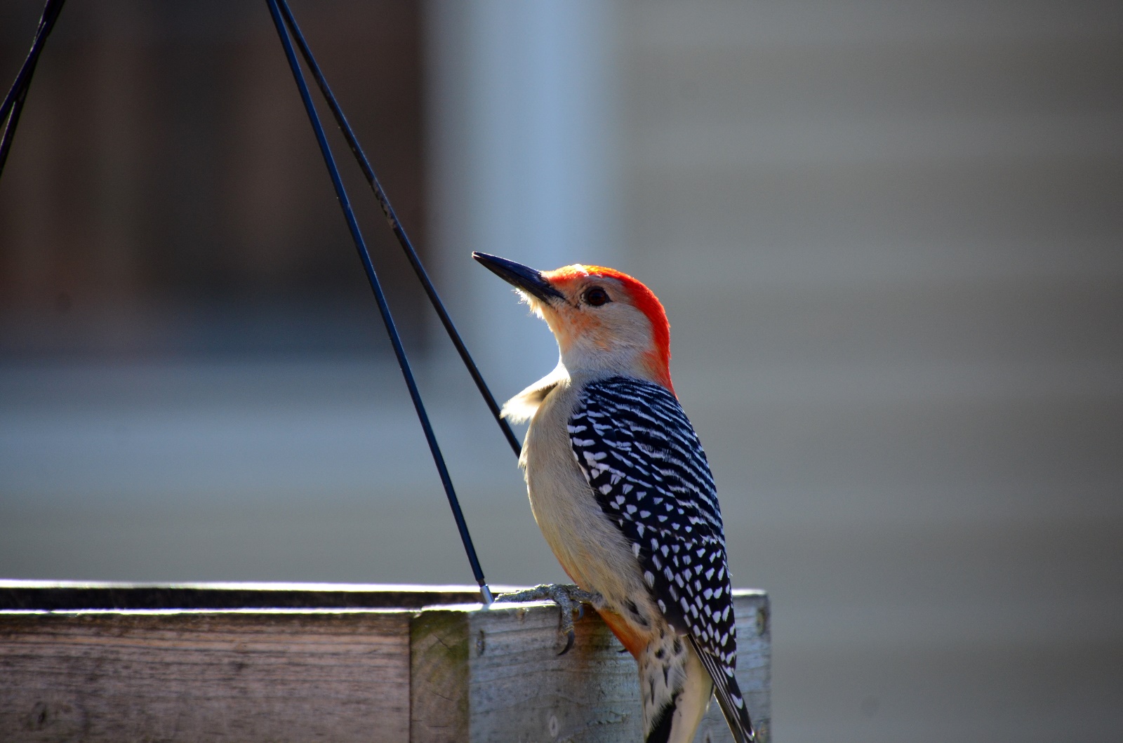 Red-Headded Woodpecker
