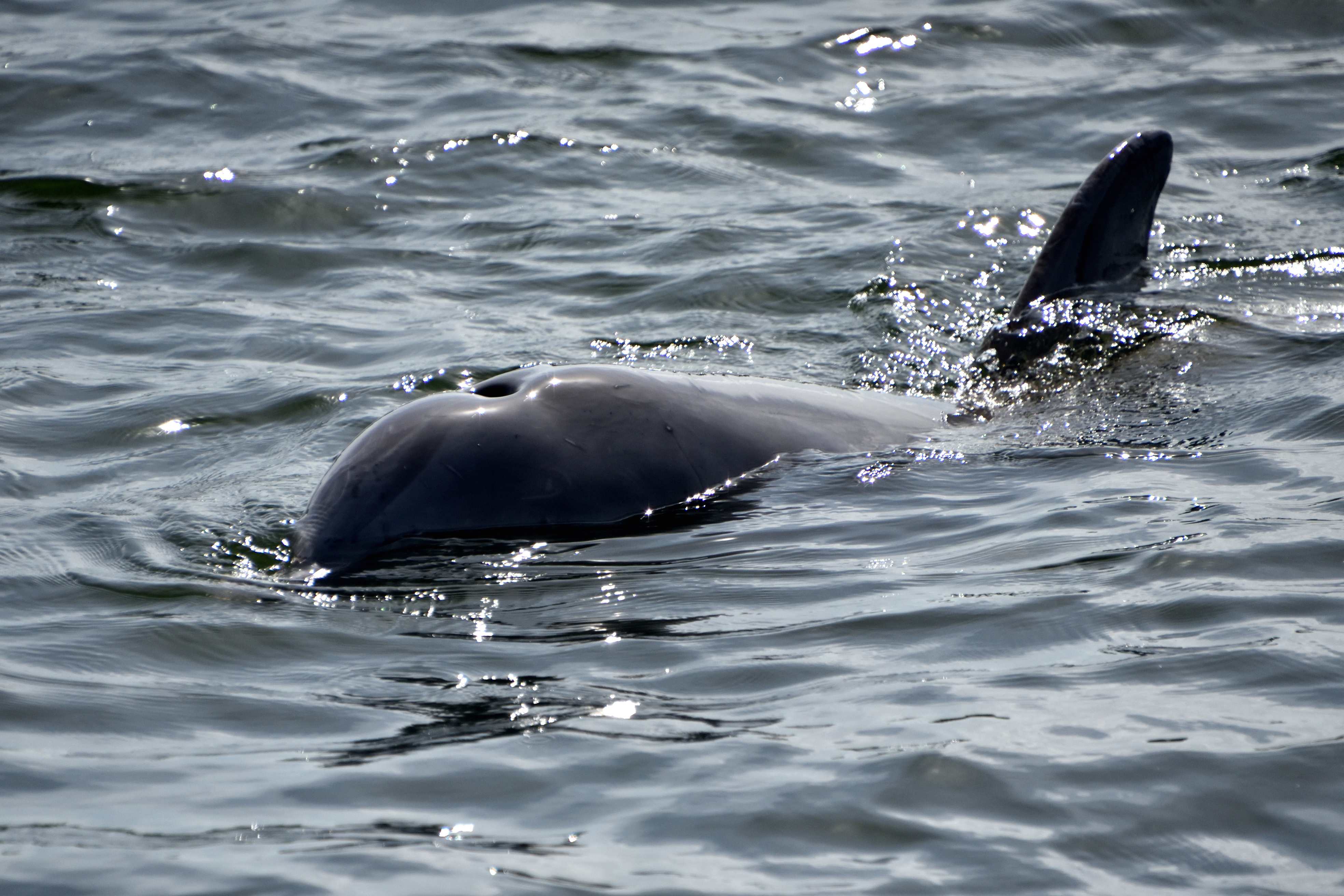 Porpoises in the Intercoastal waterways
