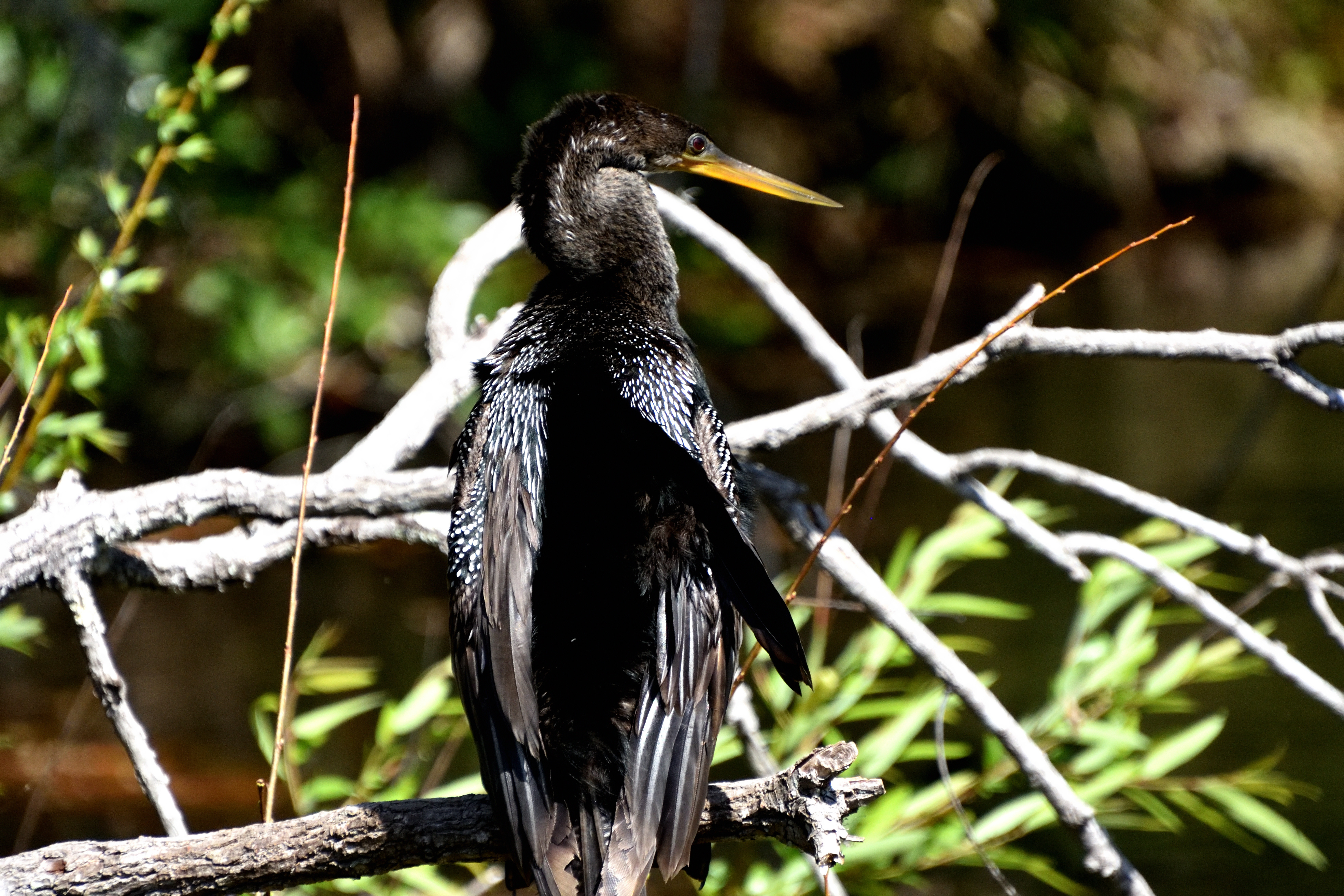 Weeki Wachee Springs State Park