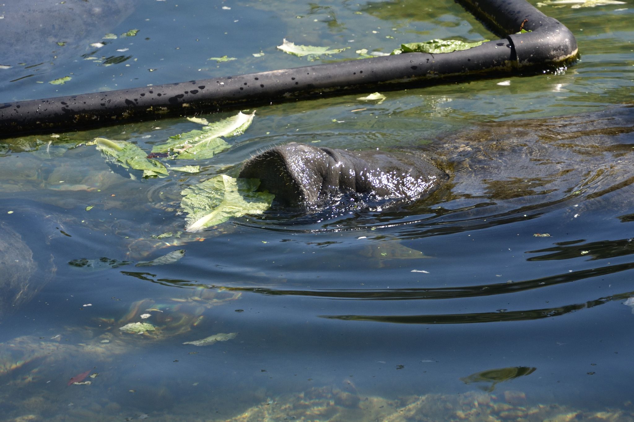Ellie Schiller Homosassa Springs Wildlife State Pk