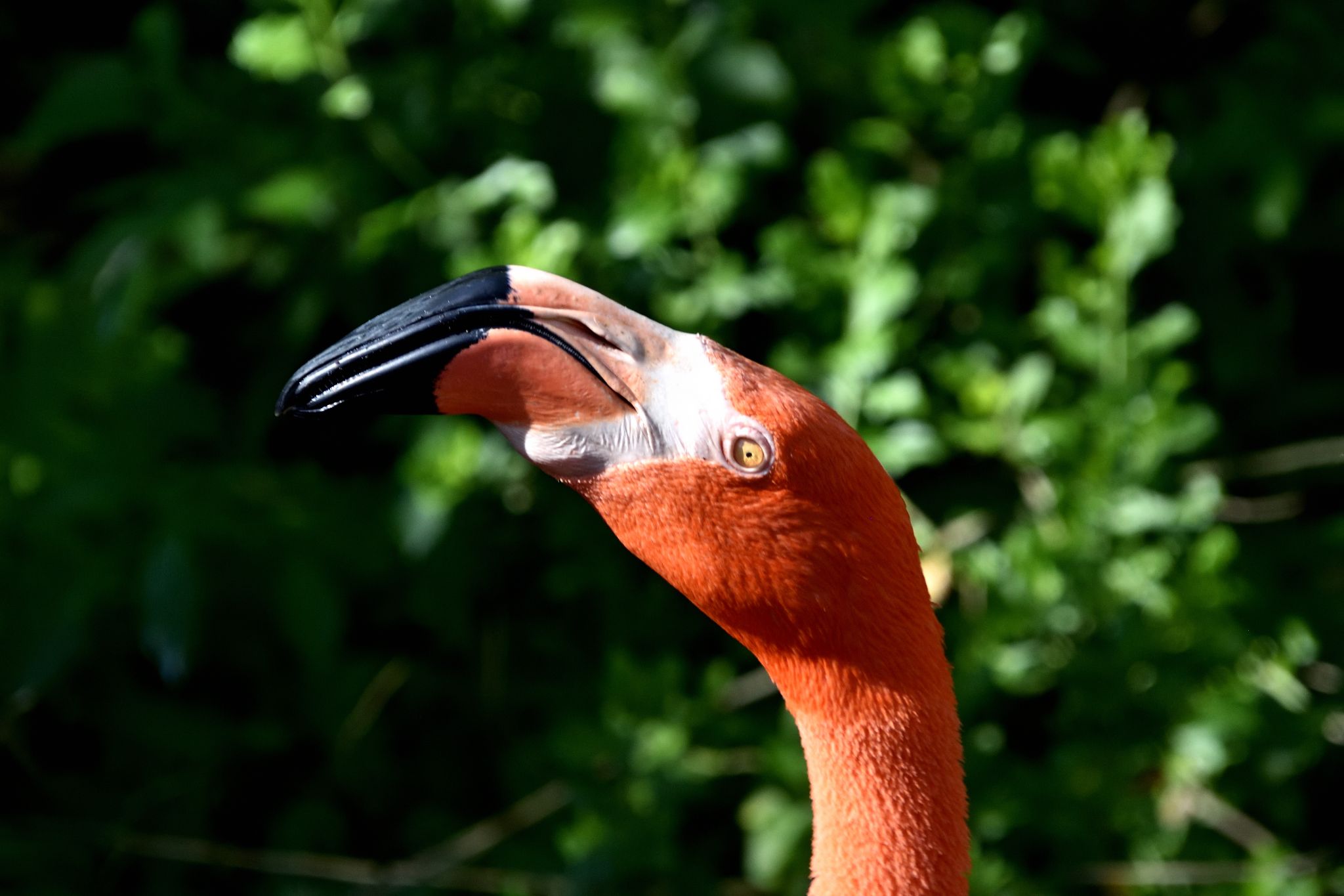 Ellie Schiller Homosassa Springs Wildlife State Pk