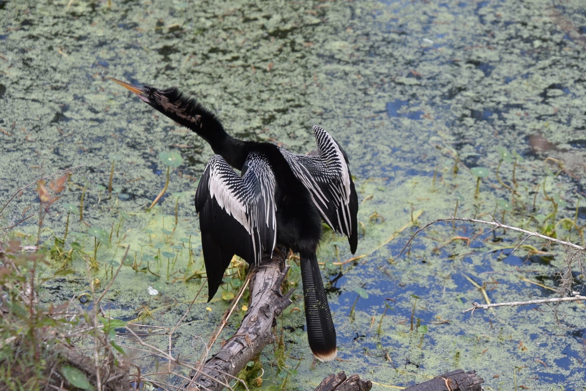 Circle Bar B Reserve - Lakeland Florida