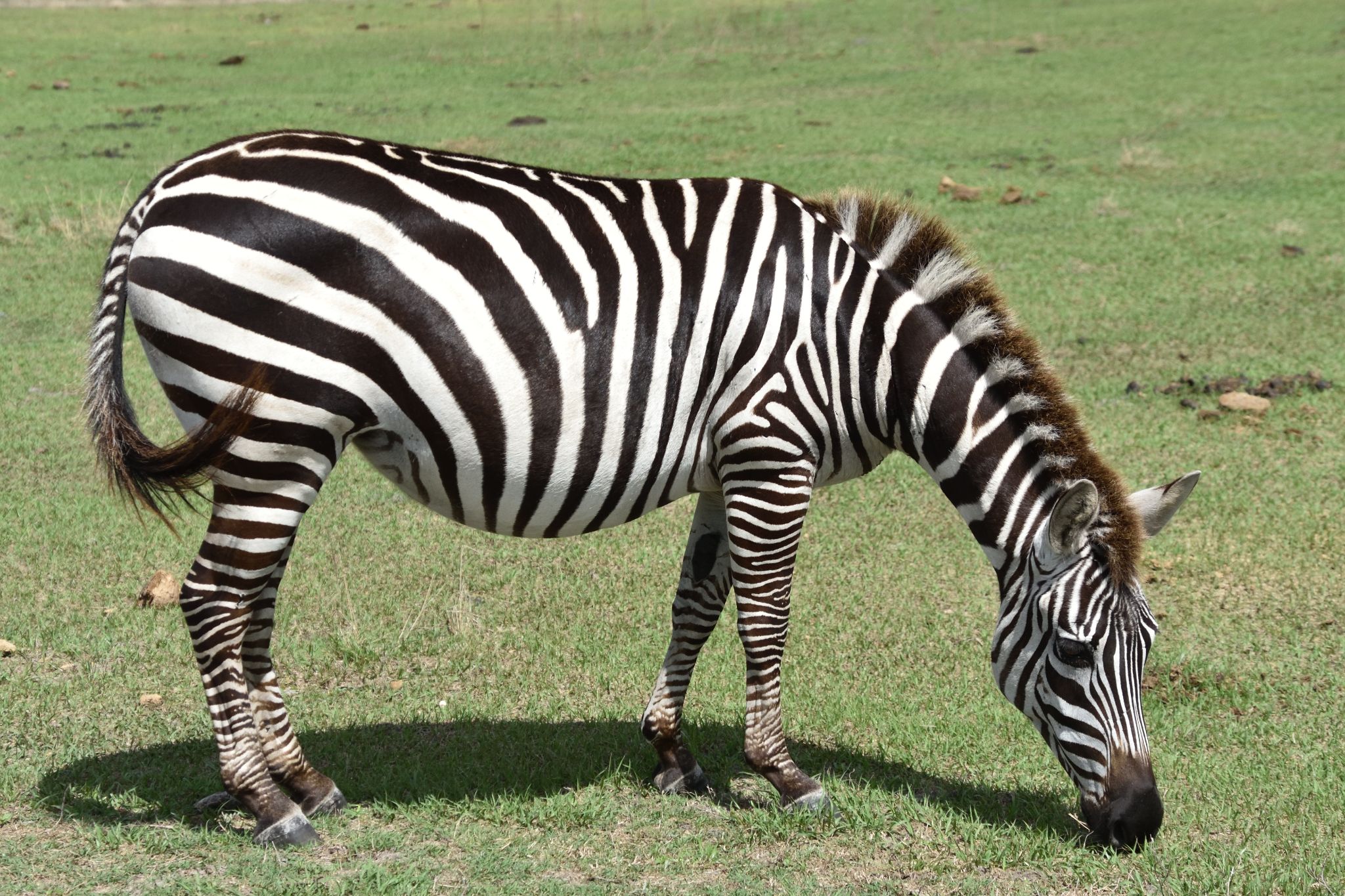 Safari Wilderness Park - Lakeland Fl