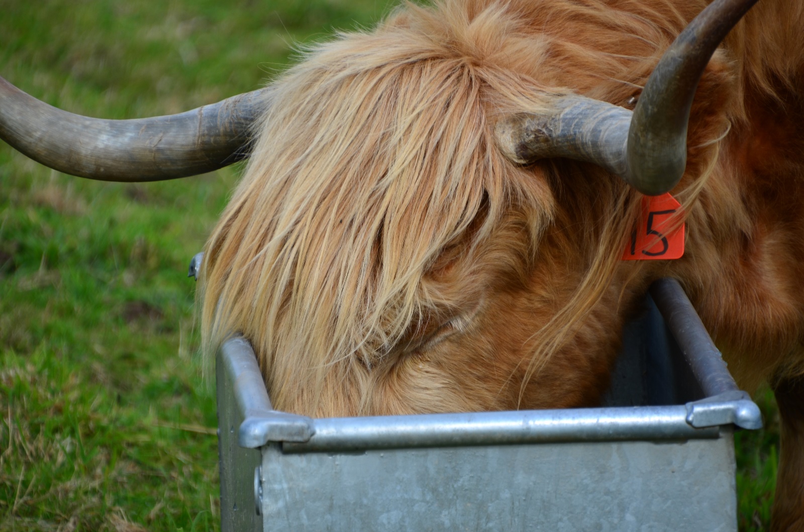 Culloden Battlefield
