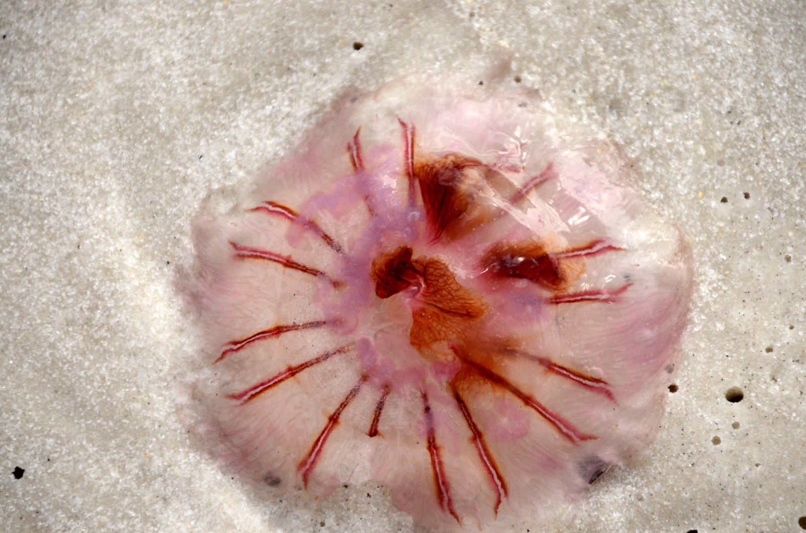 Panama City FL - 2018