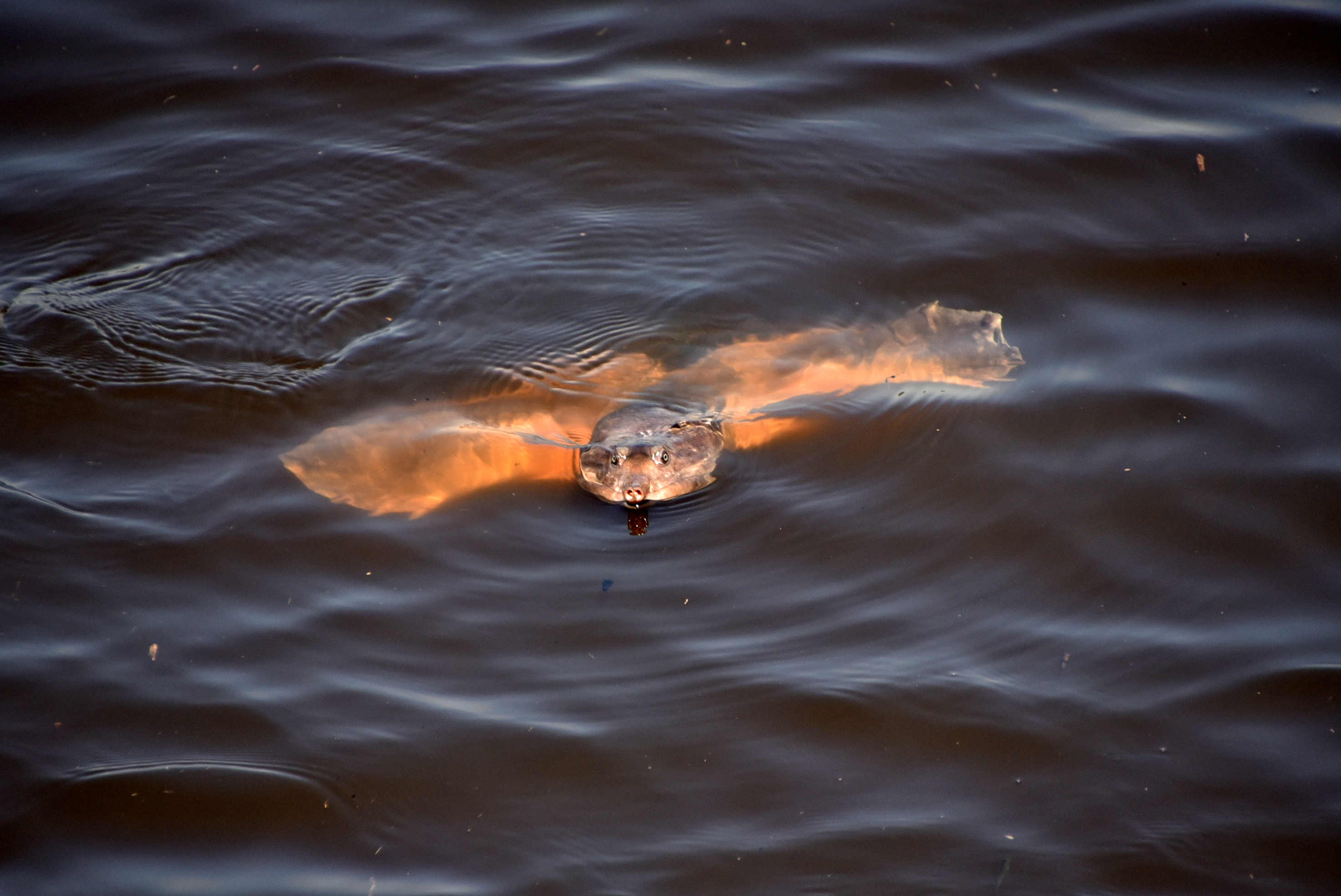 Myakka River State Park