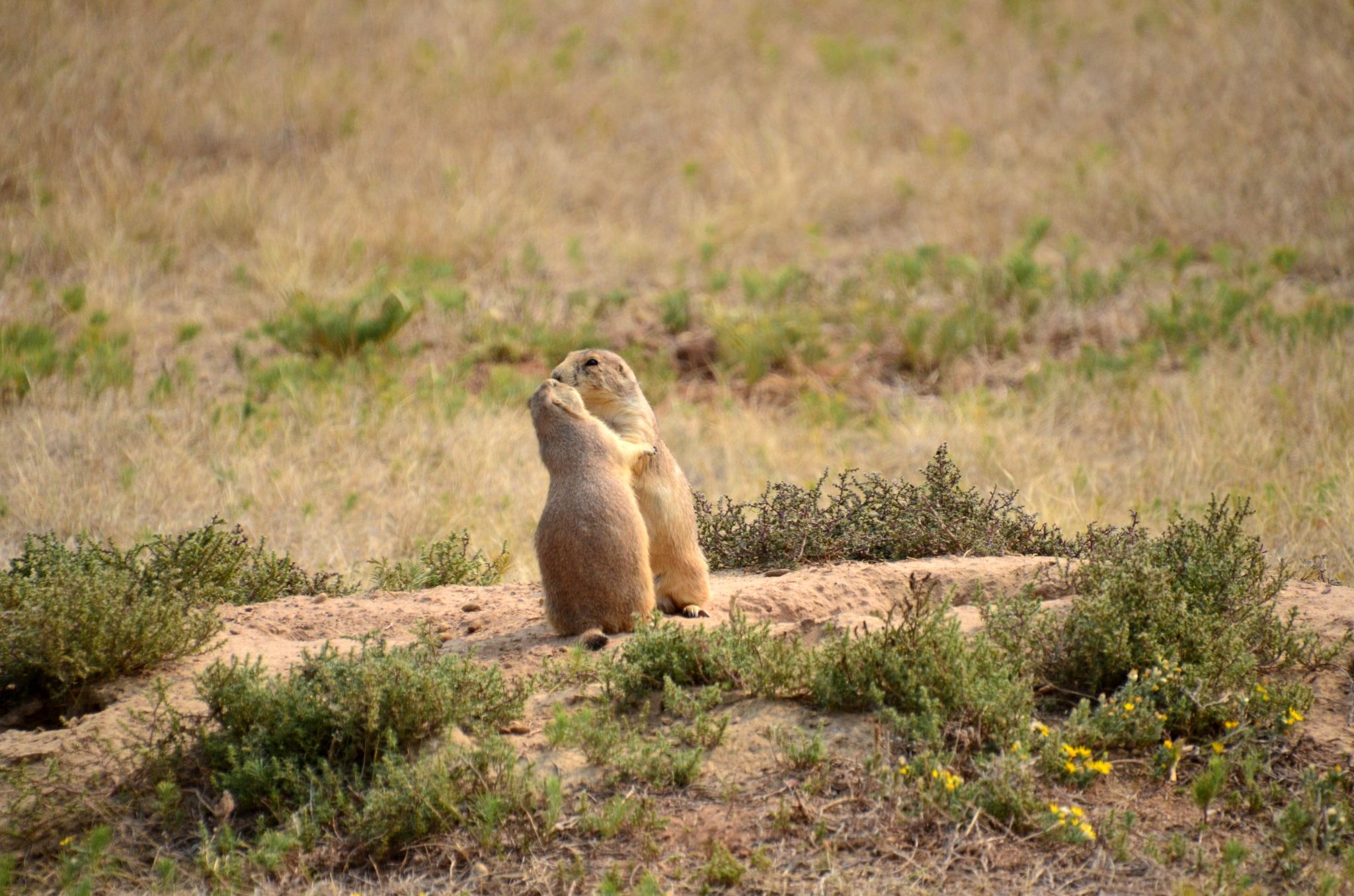 Prairie Dogs